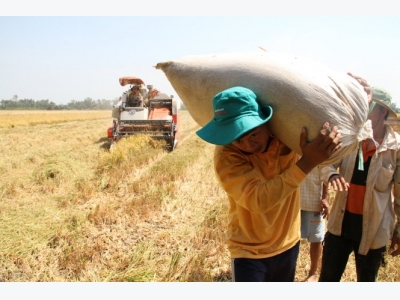 ĐBSCL: Năng suất lúa Đông Xuân giảm nhẹ