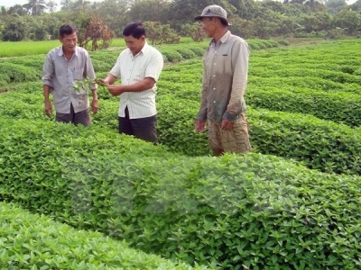 Japanese firms eye organic agriculture in An Giang