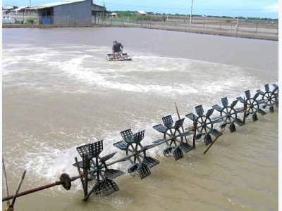 Shrimp aids climate change fight