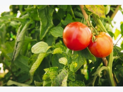 Hot To Grow Tomatoes Without Watering!Heres Our Trick!