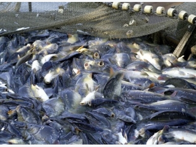 Govt issues tra fish rules