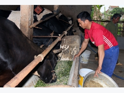 Nuôi bò sữa nông hộ mang lại thu nhập hàng trăm triệu/năm