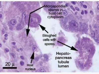 Microsporidian Impacts Shrimp Production – Industry Efforts Address Control Not Eradication