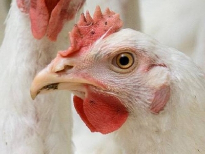 The real costs of antibiotic-free, slow-growing broilers