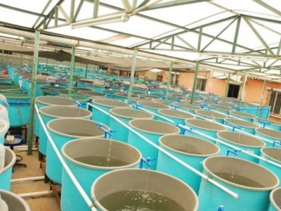 Aloe vera supplementation may boost immune function in farmed fish