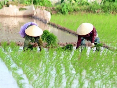 Central provinces target 2.5 million tonnes of rice in upcoming crops