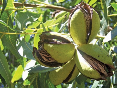 Pecan nuts: how to plan an orchard and prepare the soil