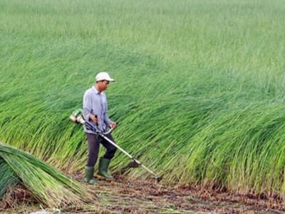 Mekong Delta farmers profit from sedge boom