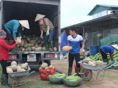 Yen Dung develops safe vegetable brand