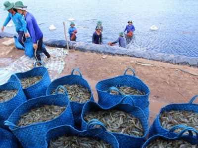 Vietnams shrimp export likely to miss $10bn target due to price drop