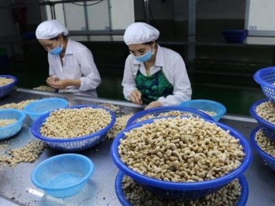 Sigh of the cashew industry