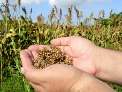 Sorghum hormone work may provide key to improve feed grain production