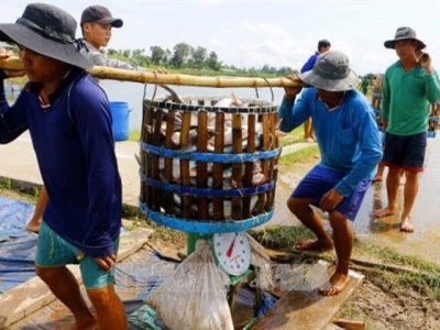 Delta authorities improve management of tra fish breeding areas