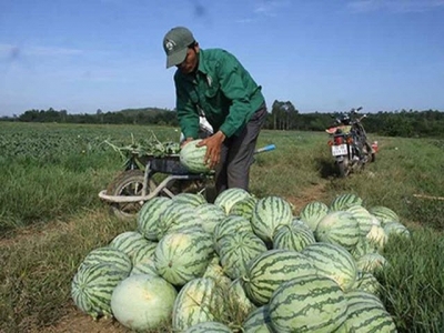 Farmers in central province succeed in growing safe seedless watermelon