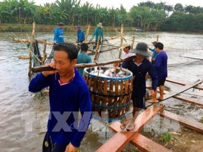 Nuôi cá da trơn thâm canh trên bãi bồi ven sông Tiền