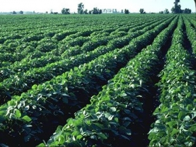 An Giangs infertile paddies grow other crops