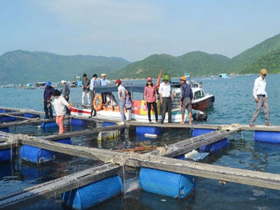 Nghiên cứu cho thấy nuôi trồng thủy sản nhân đạo có thể thúc đẩy tiêu thụ hải sản của Mỹ