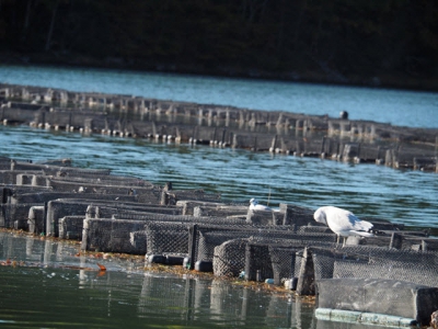 Shellfishiency Oyster farmers step boldly into the digital age