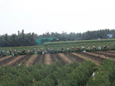 Southern region plans to grow other crops on low-yield rice fields