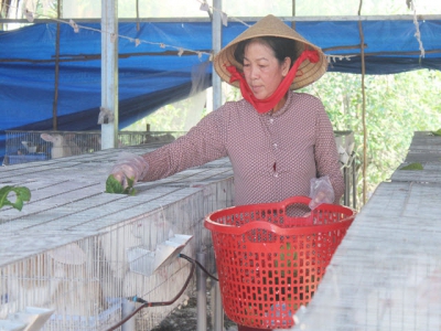 Làm giàu từ mô hình nuôi thỏ khép kín