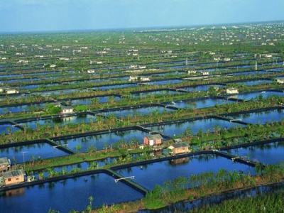 Project seeks to improve Indonesian shrimp farming sector