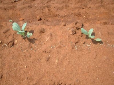 How to plant cabbage correctly