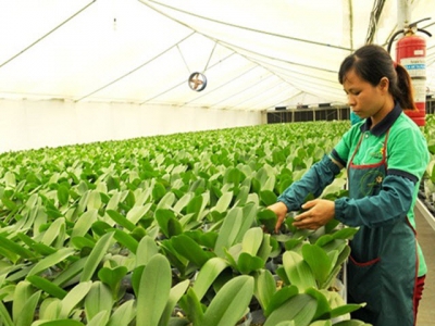 Hà Nội helps bring farmers into 21st century with tech