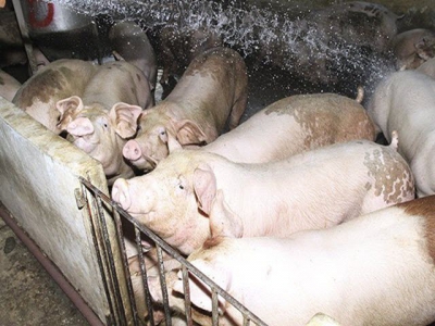 Pork price forecast to drop sharply