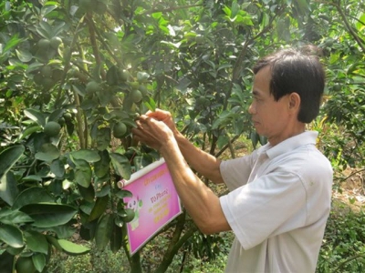 Dong Thaps farmers encouraged to apply GAP standards for fruit growing