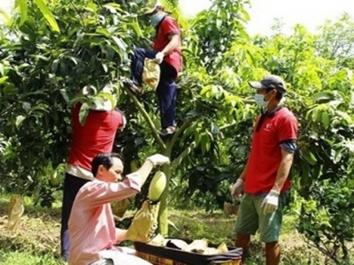 Vinh Long exports first batch of mangoes to the US