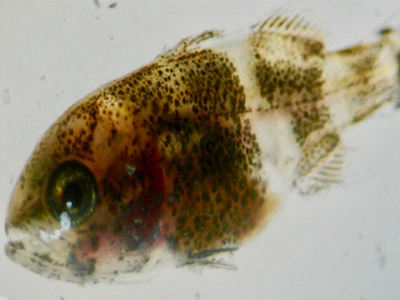 Hyperthermia can boost innate immune system in juvenile fish - Part 2