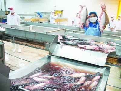 Which key helps sustainable catfish exports?