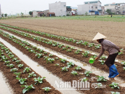 Chủ động phòng chống rét cho cây trồng, vật nuôi