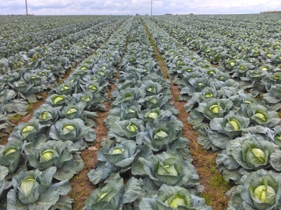 Getting the land ready for cabbages