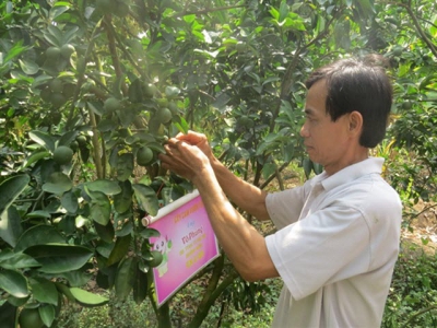 Đồng Tháp surges ahead with GAP quality for fruits, innovative selling methods
