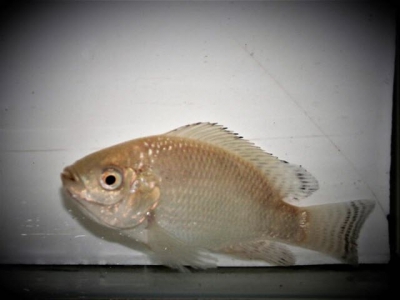 Fresh insights into tilapia welfare