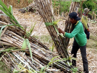 Sugar industry could be sweeter with restructuring