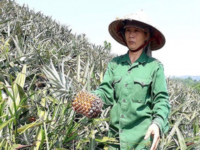 Low prices cause farmers to dump pineapples