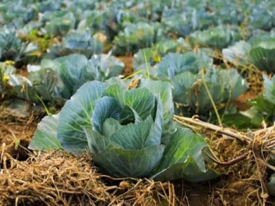 Start fertilising your cabbage before planting