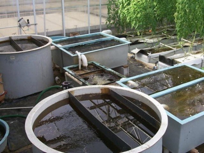 A Guide to Recirculation Aquaculture - Part 4