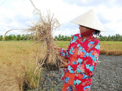 Winter-spring rice production exceeds 10.7 million tons in Mekong Delta