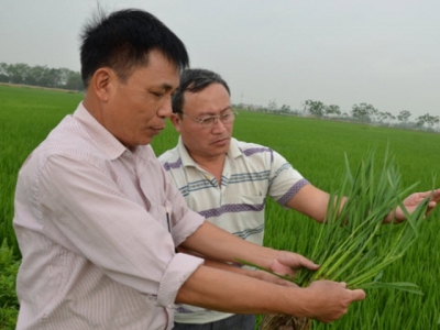 Phòng trừ sâu bệnh hại lúa Nhật (Japonica)