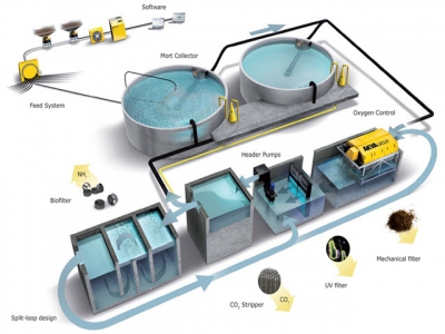 A Guide to Recirculation Aquaculture - Part 6