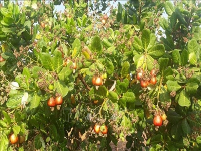 Farmers, businesses struggle as pepper, cashew prices drop