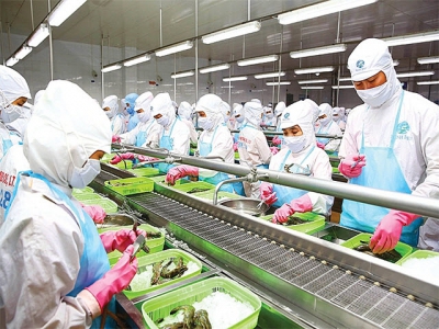 Viet Nam shrimp segment above water