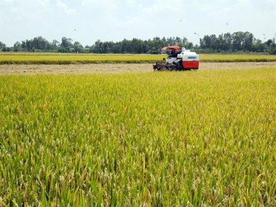 Việt Nam Food Association demands priority clearance for rice stuck at ports