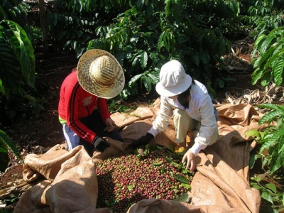 Coffee industry to face more losses in Q2