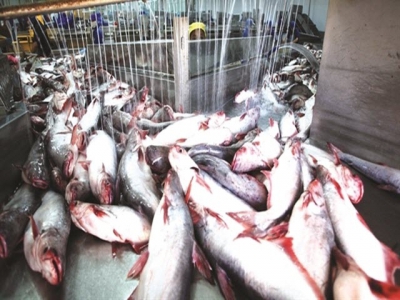 Vietnams fish, shrimp exports no longer can enjoy preferences from the US