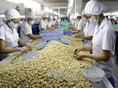 Bình Phước cashew processors face shortage of capital, raw materials