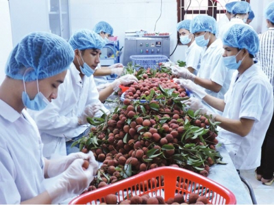 Fruit, vegetable exports expected to thrive this year